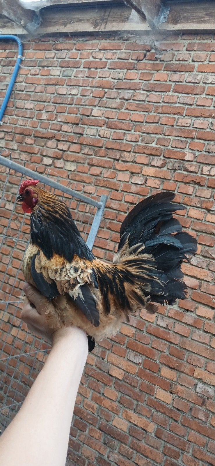 Mini haan, Dieren en Toebehoren, Mannelijk, Kip