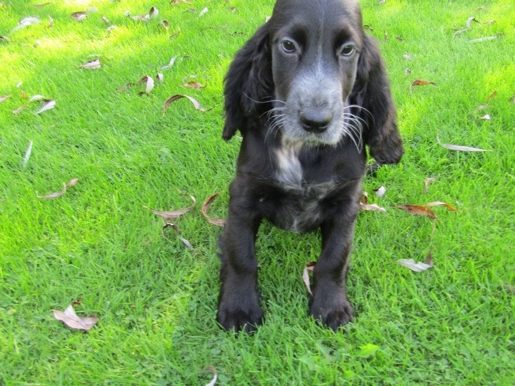 Engelse cocker puppy's 3 maanden, Maladie de Carré (chiens), Plusieurs, Belgique, Plusieurs animaux