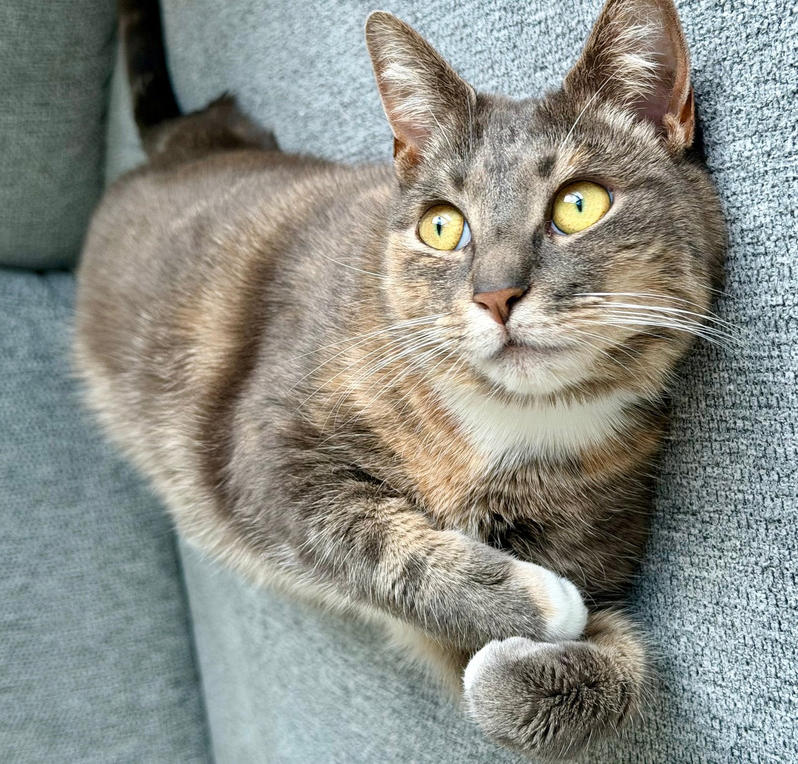 Lieve gesteriliseerde poes zoekt liefdevol thuis, Sexe inconnu, Vermifugé, 3 à 5 ans