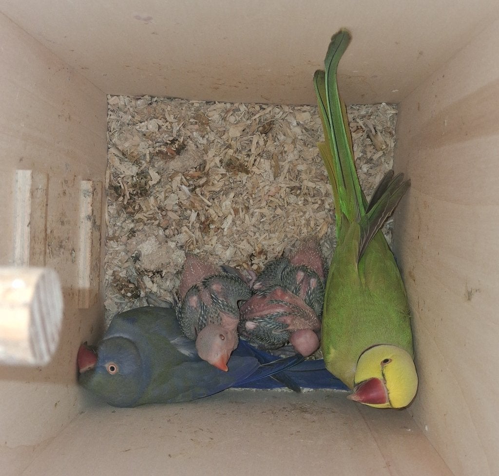 Verschillende bewezen koppels papegaaien, Plusieurs animaux, Perroquet, Bagué