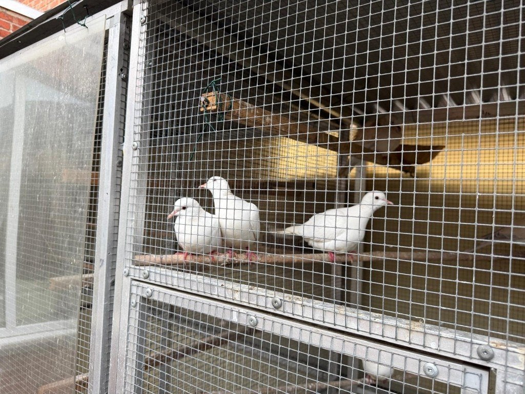 Duiven, Dieren en Toebehoren, Overige soorten