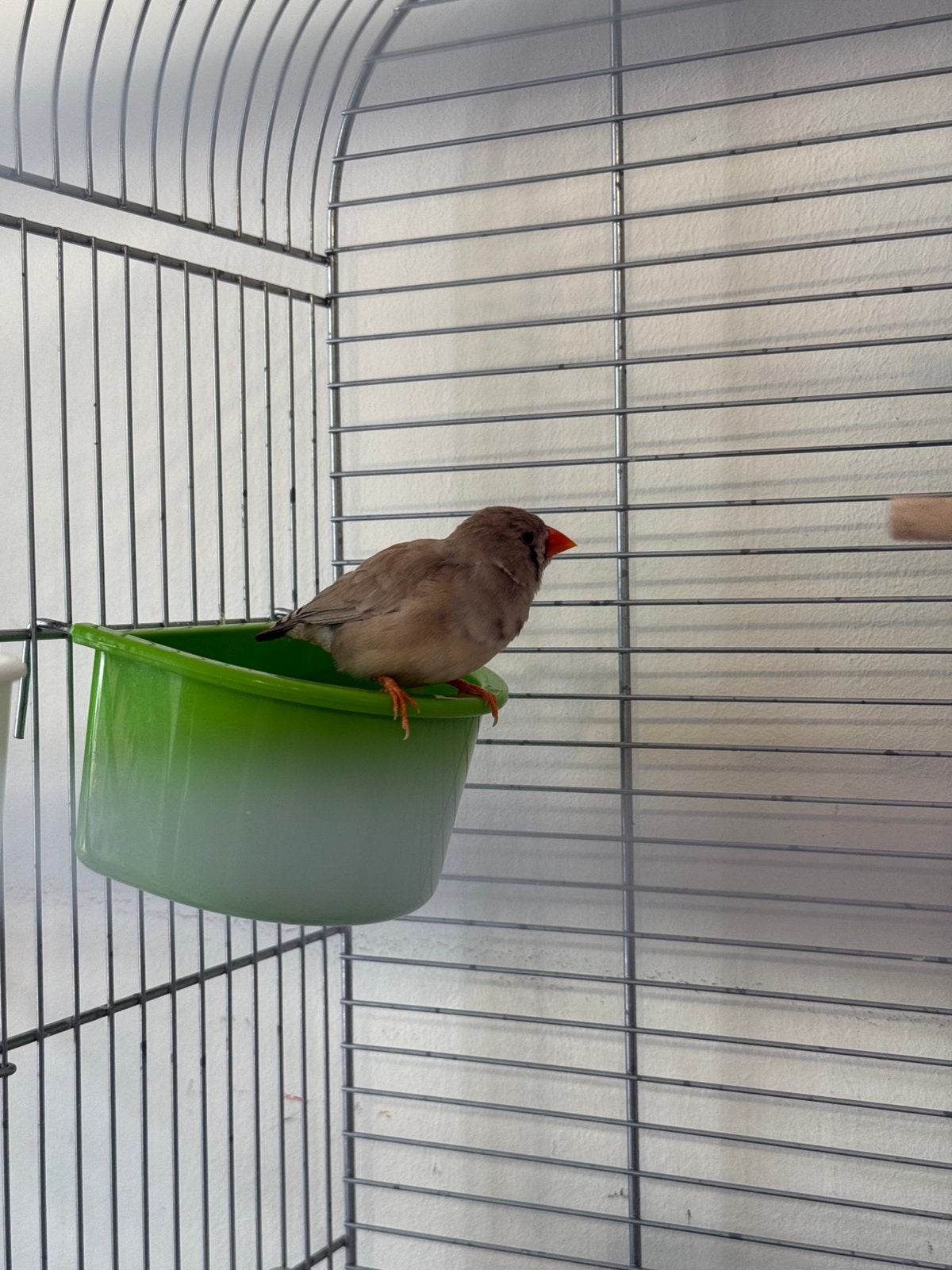 Vogels te koop, Meerdere dieren