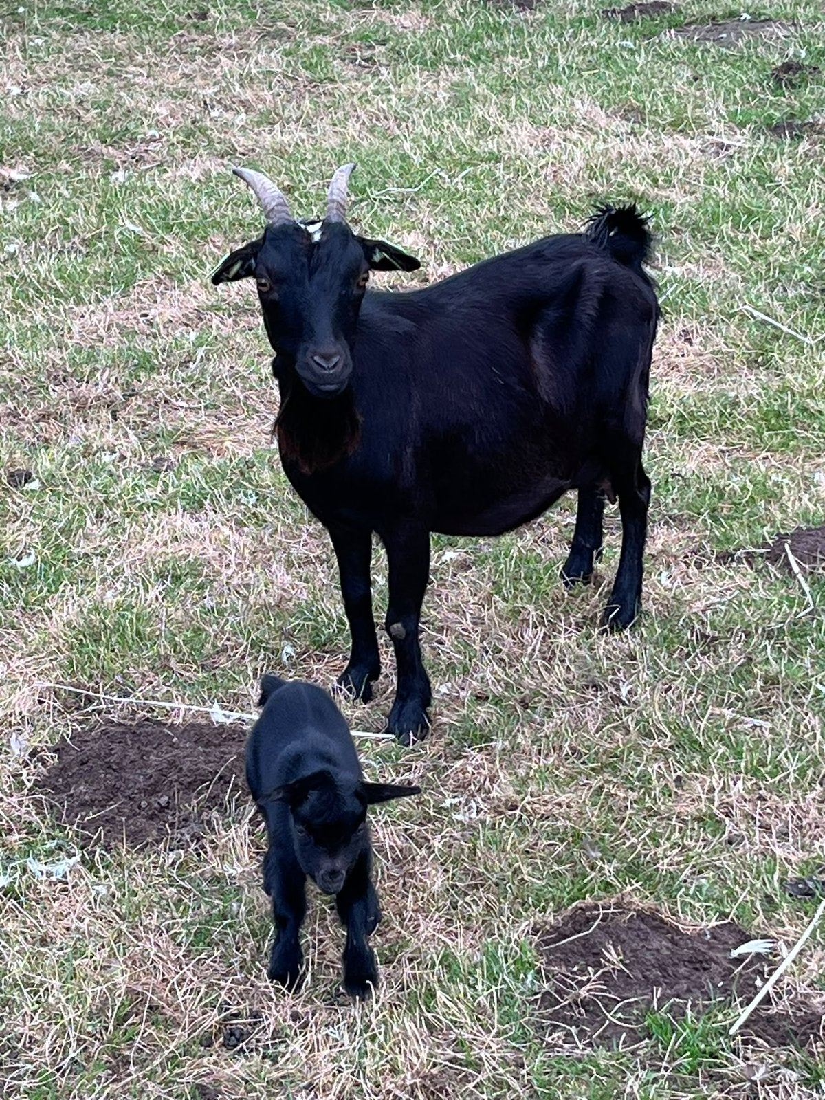 Moeder en dochter, Femelle, Chèvre, 0 à 2 ans