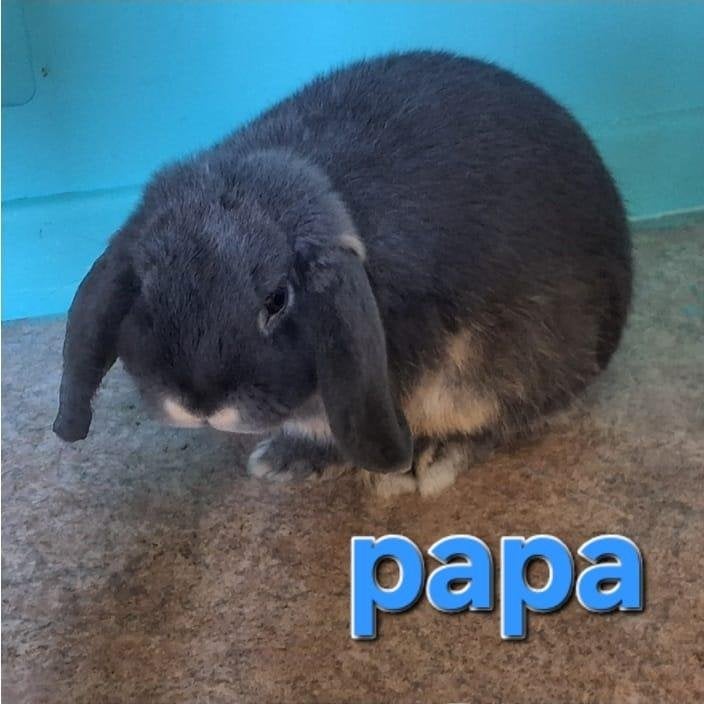 Lapin nain bélier, Animaux & Accessoires, Sexe inconnu, Nain, Oreilles tombantes, 0 à 2 ans
