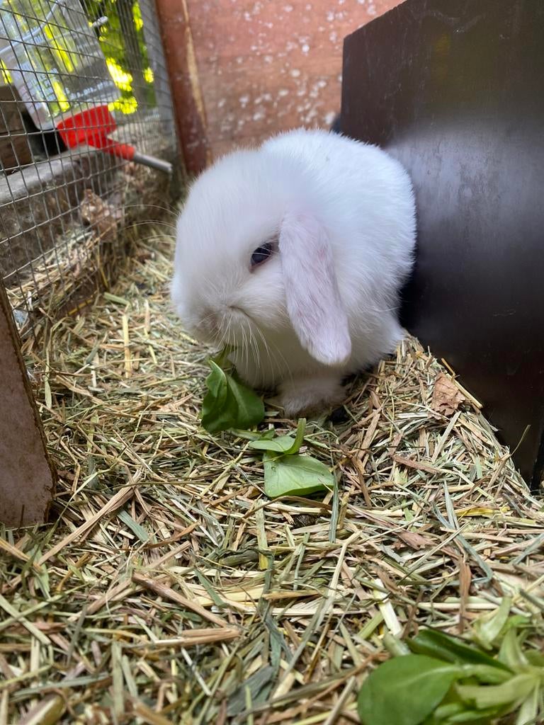 Hangoortjes te koop, 10 weken oud, Dieren en Toebehoren, Konijnen, Meerdere dieren, Dwerg, Hangoor, 0 tot 2 jaar