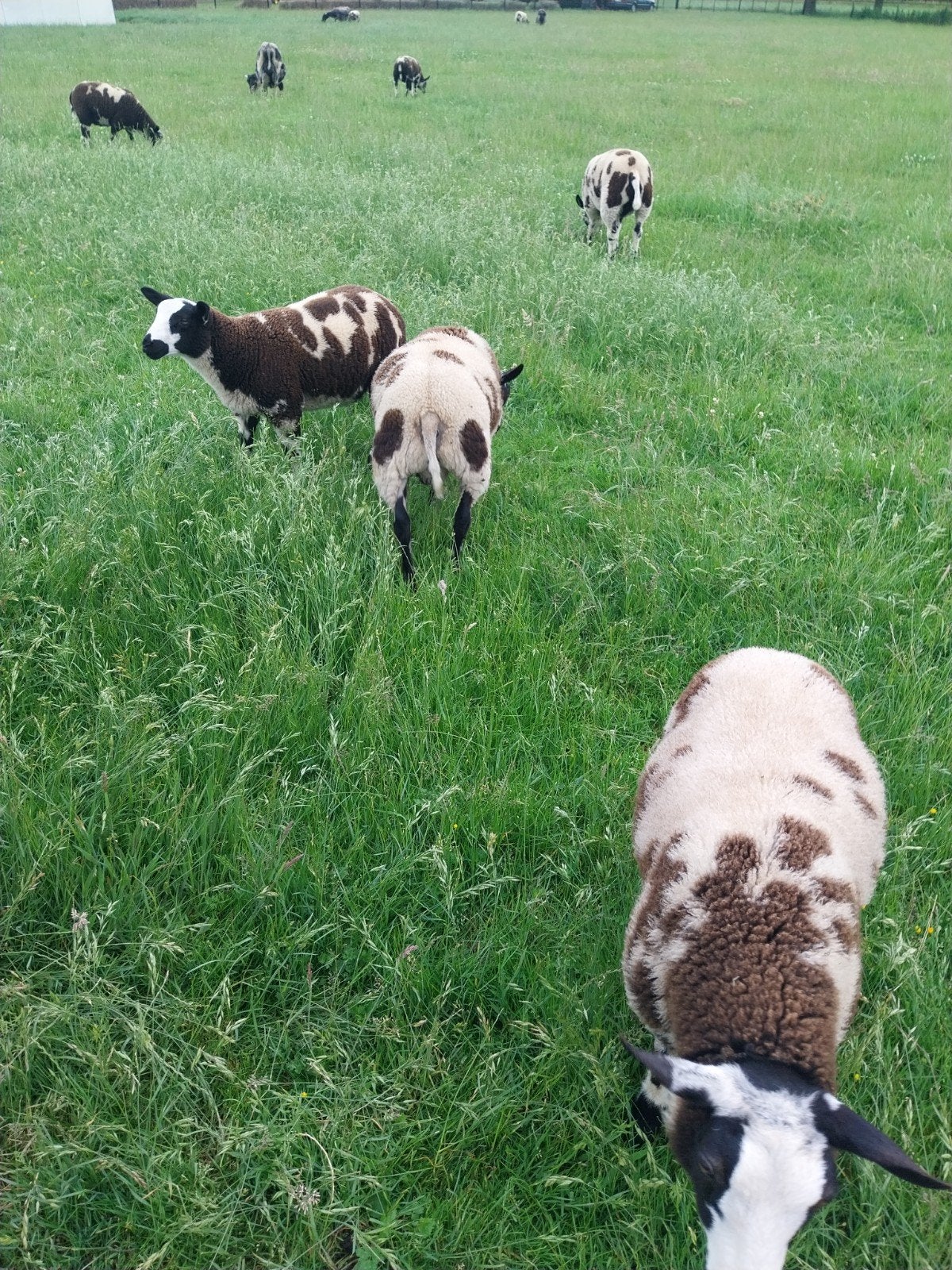 Zuiver baggerbonte lammeren, Dieren en Toebehoren