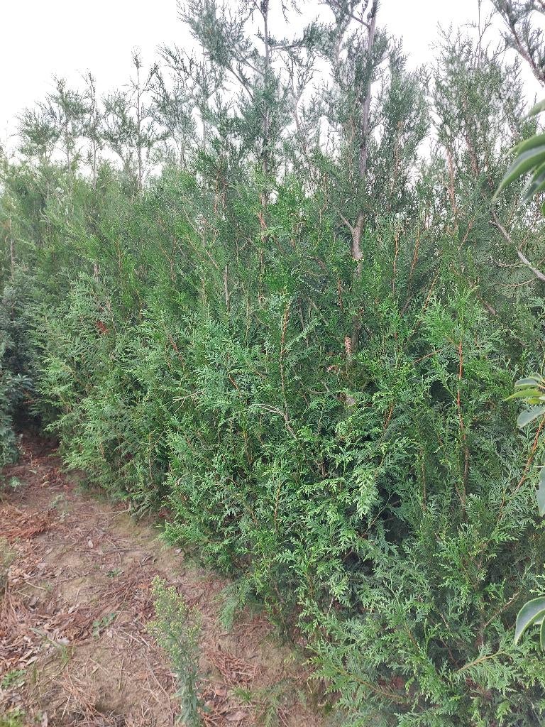 Thuja plicata Atrovirens, Enlèvement, Haie