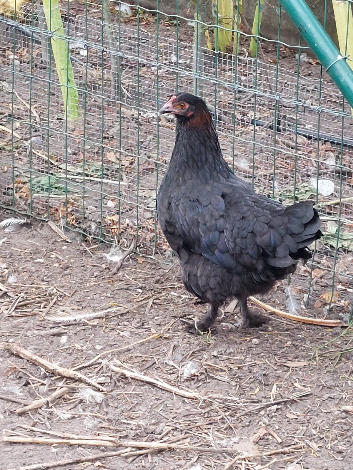 3 marans kippen, Dieren en Toebehoren, Pluimvee