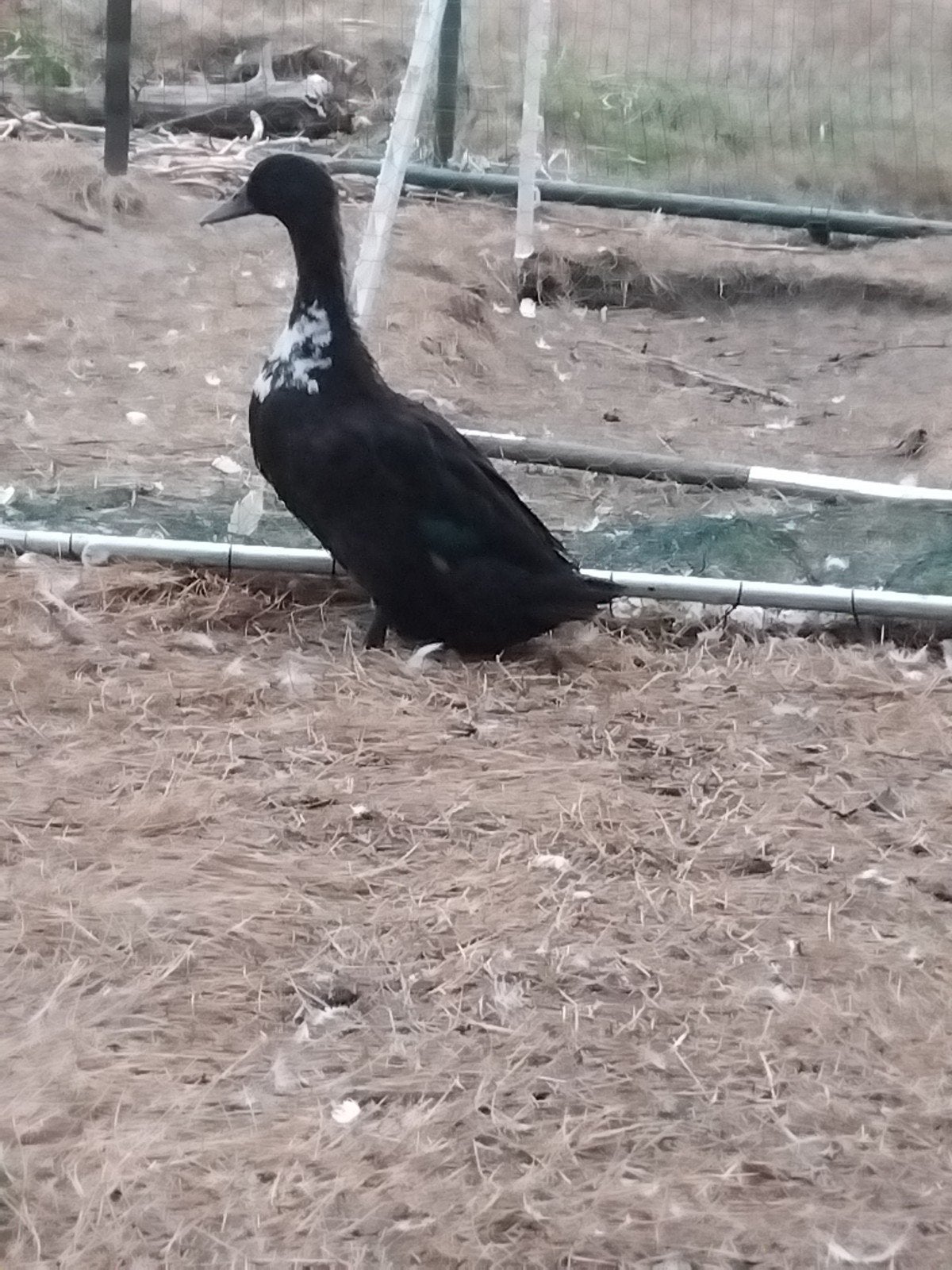 dendermondse eend, Animaux & Accessoires, Volatiles, Canard