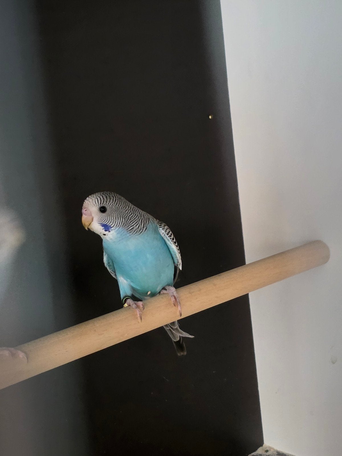grasparkiet split blackwing, Dieren en Toebehoren, Vogels | Parkieten en Papegaaien, Geringd