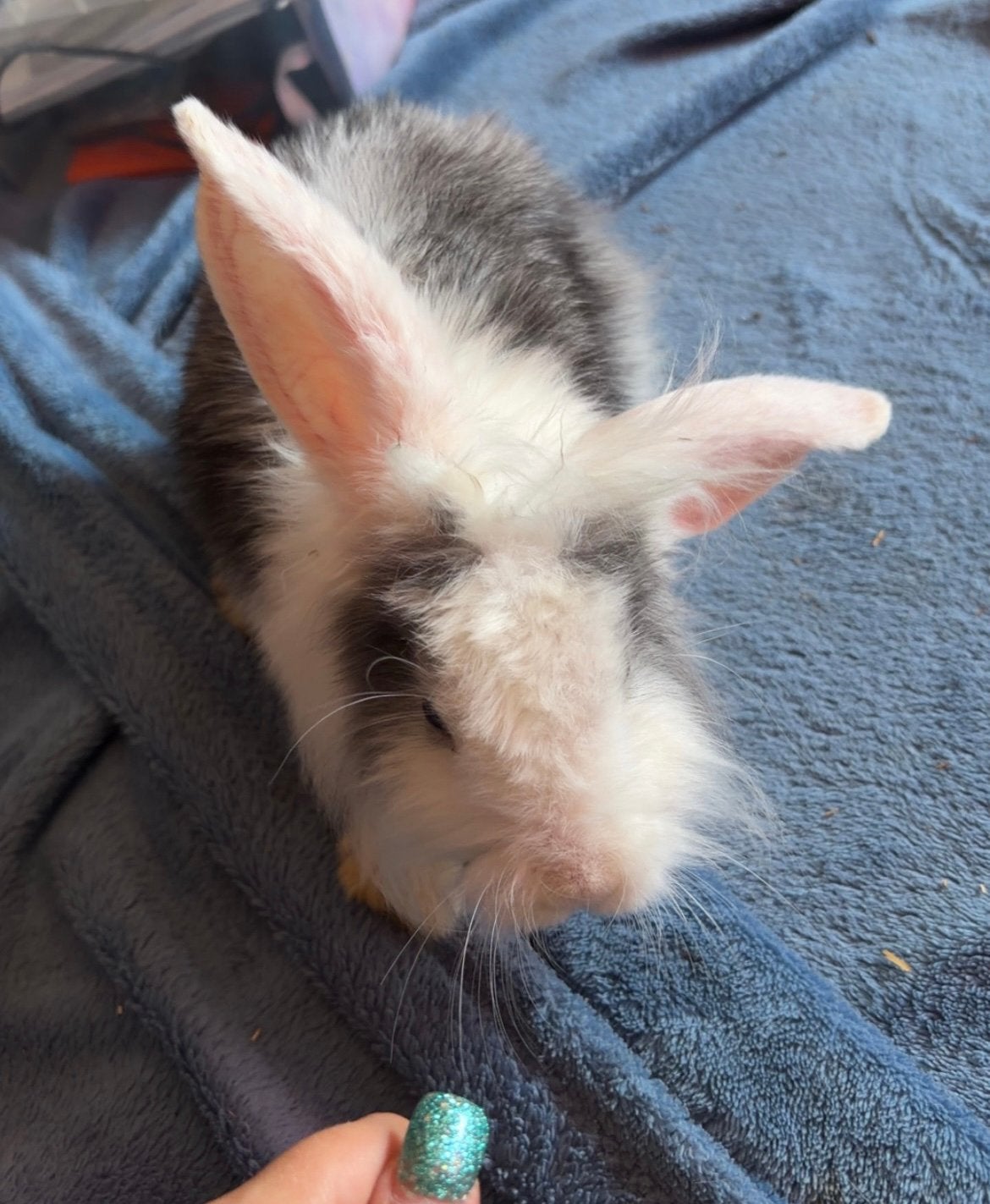 Lapin belier males, Enlèvement