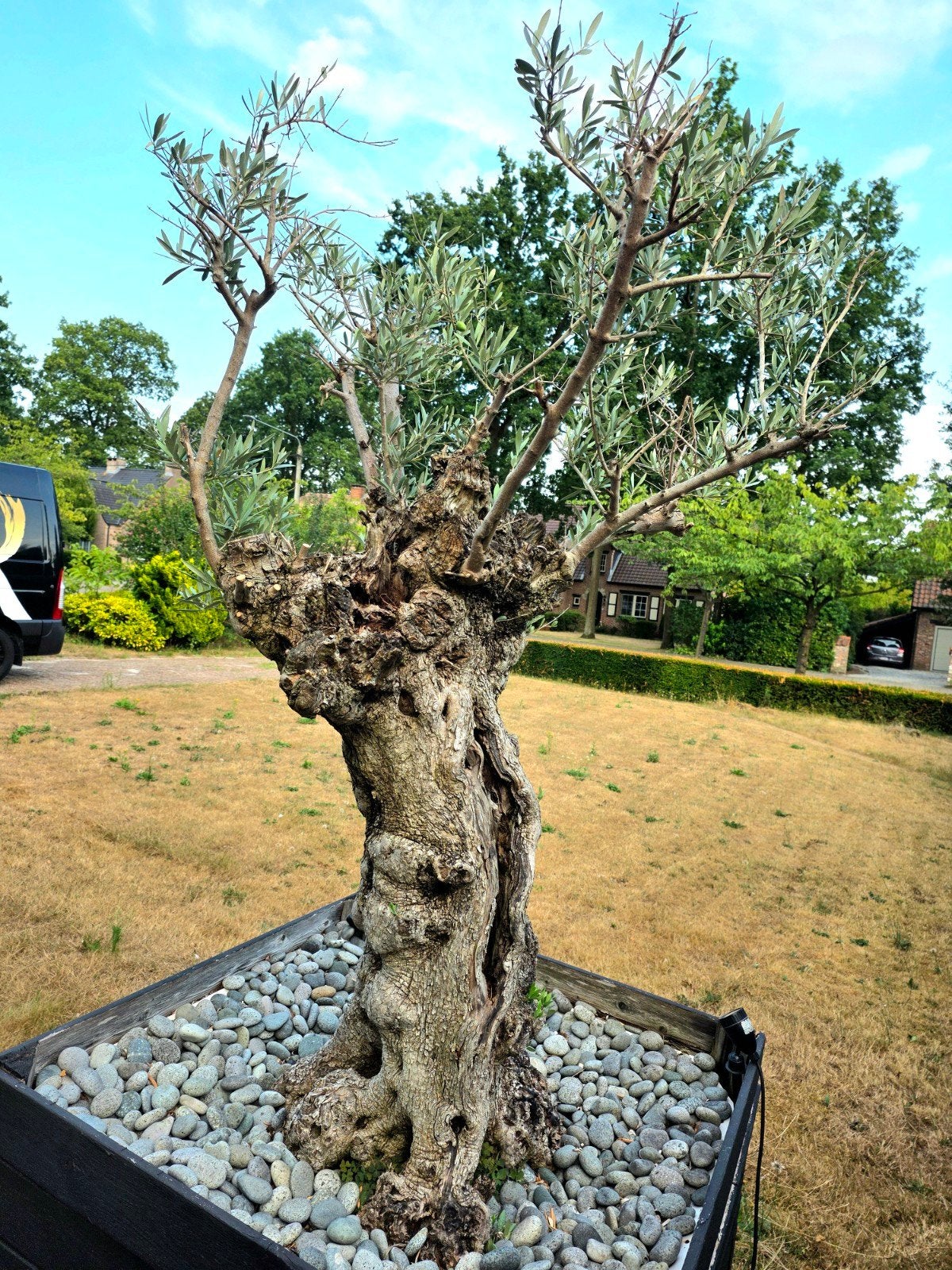 olijfboom, Tuin en Terras, 100 tot 250 cm, Olijfboom, Zomer, Ophalen