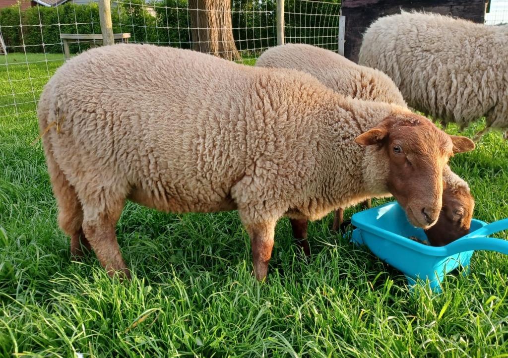 Ram Ardense voskop, Dieren en Toebehoren, Mannelijk, Schaap, 0 tot 2 jaar