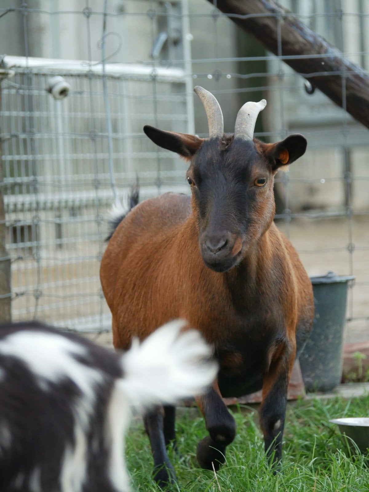 mooi mieke, Dieren en Toebehoren