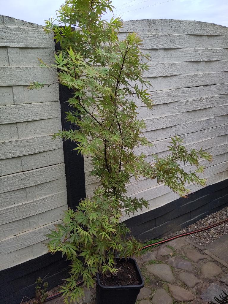 japanse esdoorn, Tuin en Terras, Ophalen, Overige soorten, 250 tot 400 cm
