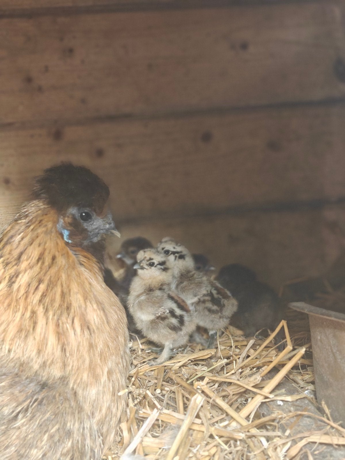Kuikens zijdehoen, Dieren en Toebehoren