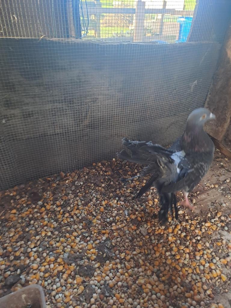 Duiven, Dieren en Toebehoren, Pluimvee