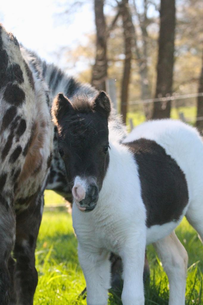 Black Magpie-merrieveulen, Dieren en Toebehoren, Paarden en Pony's | Zadels, Ophalen of Verzenden