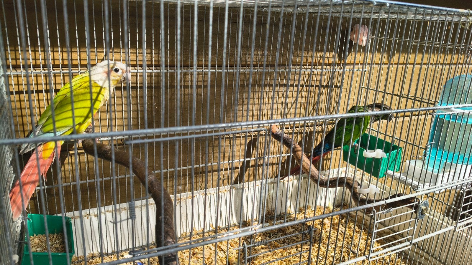 phyrura koppel, Dieren en Toebehoren, Vogels | Parkieten en Papegaaien