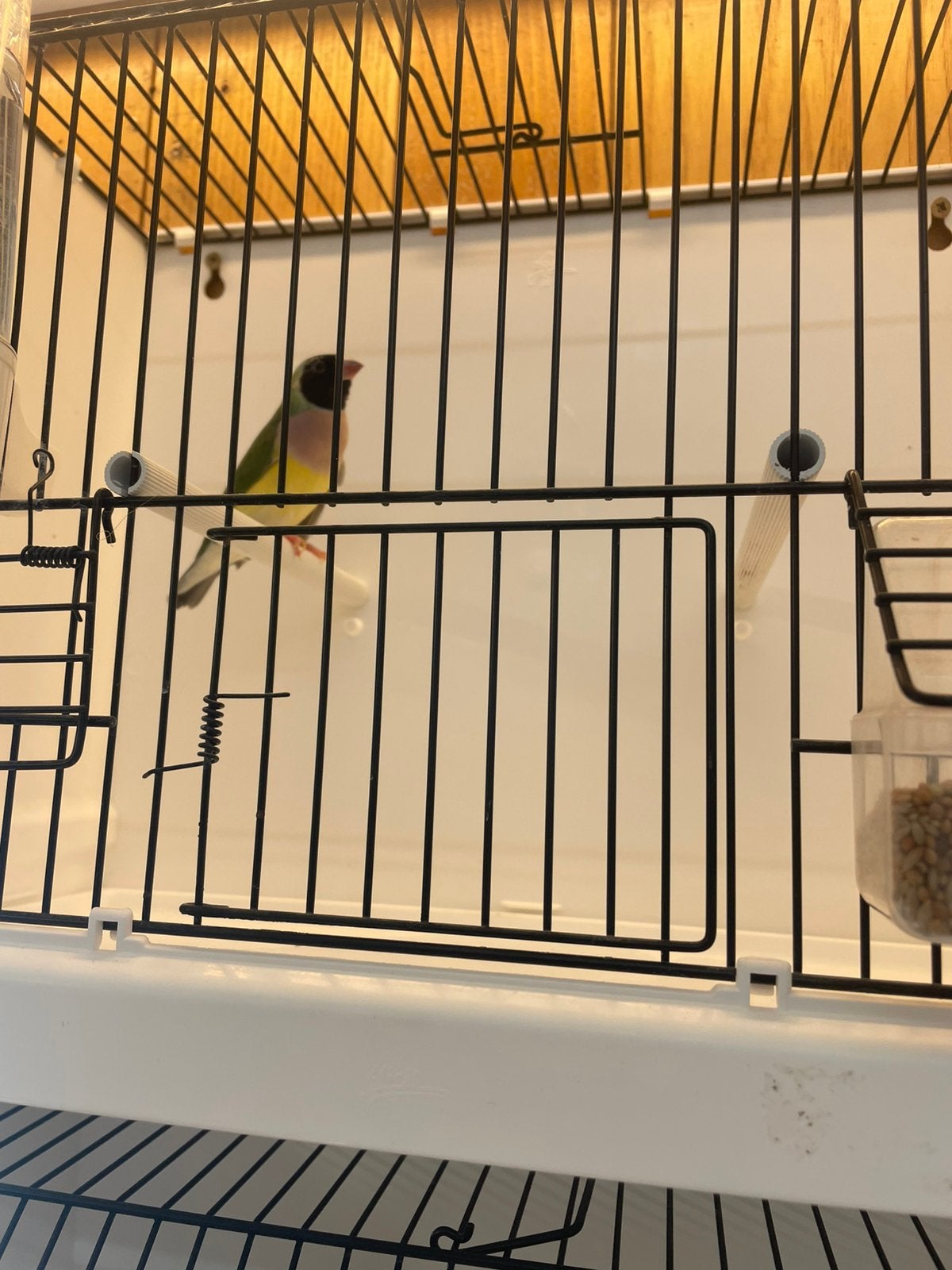 Gould amandine, Animaux & Accessoires, Oiseaux | Oiseaux Autre