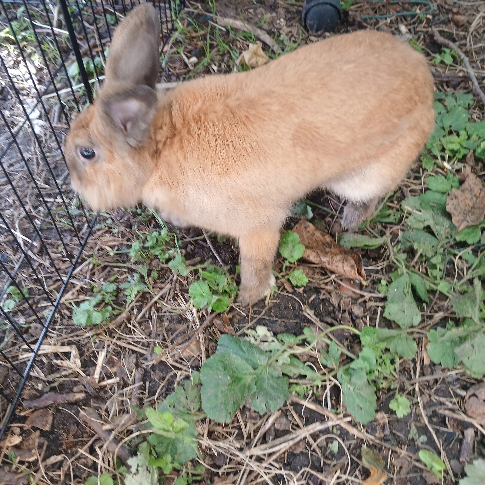 très approviser male lapin