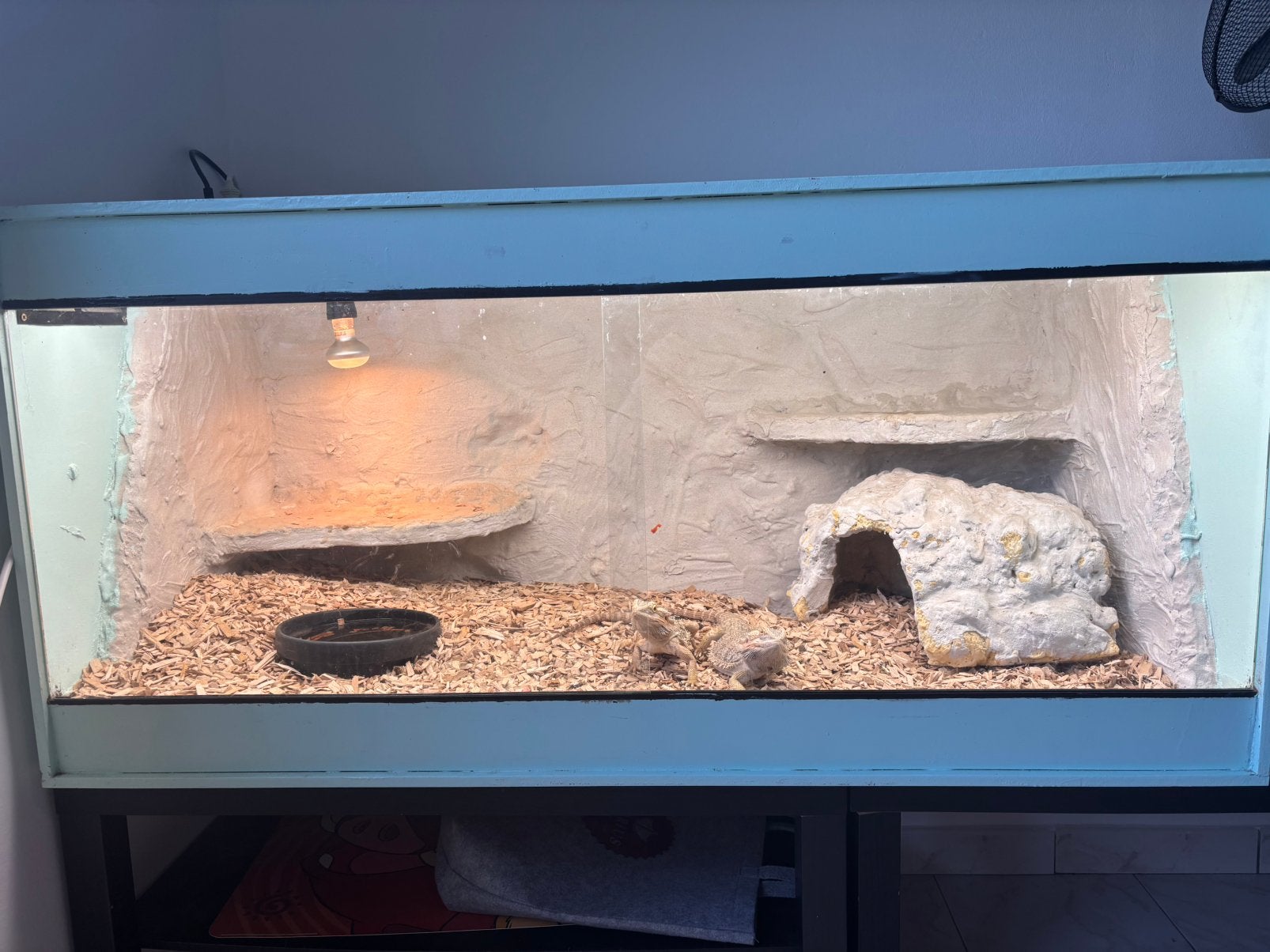 Baardagaam koppel plus terarium, Animaux & Accessoires, Reptiles & Amphibiens | Accessoires, Enlèvement, Utilisé, Terrarium ou Paludarium