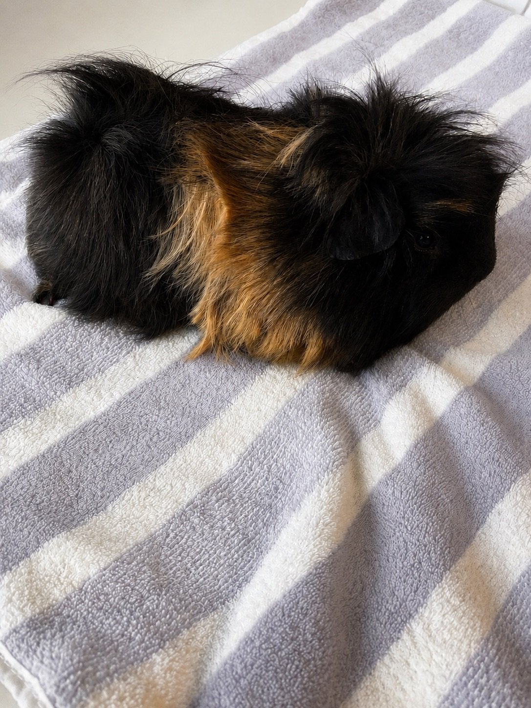 Vader en zoon cavia beertjes peruvian. Te samen €25 euro, Cavia, Mannelijk, Juli, Tam