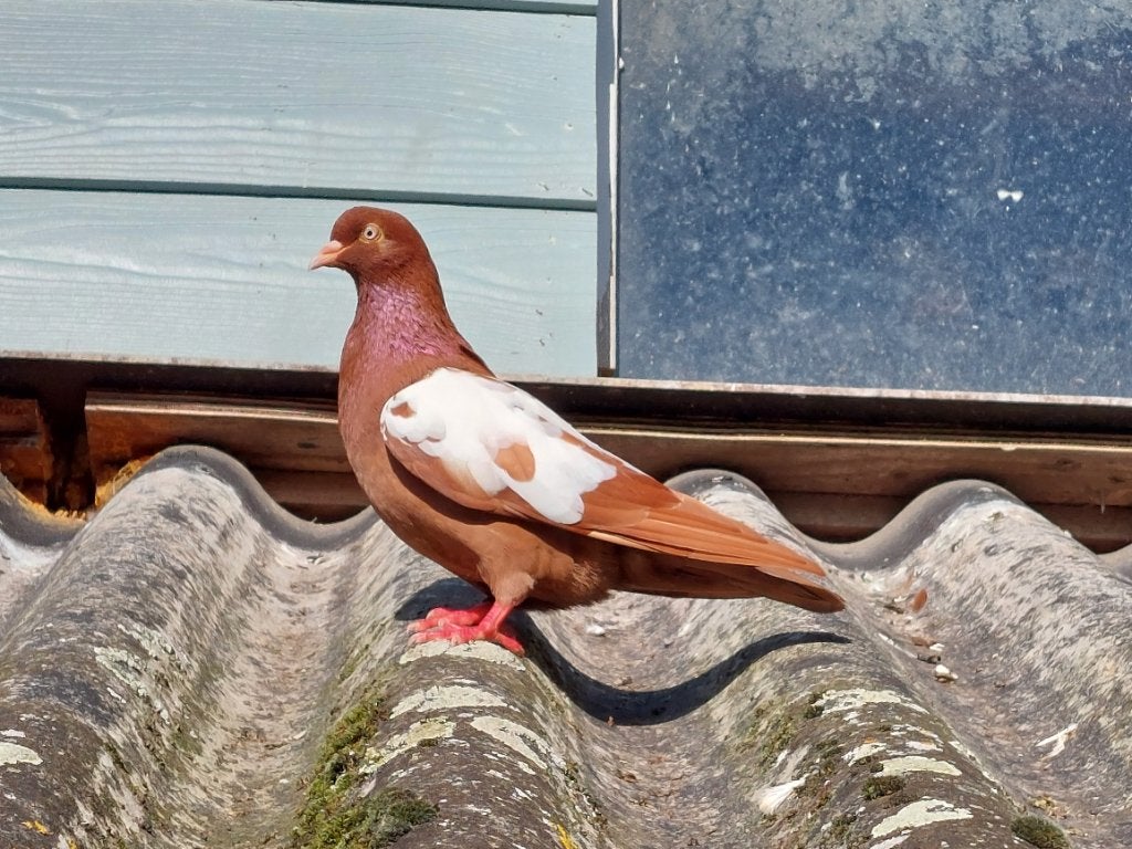 Amsterdamse hoogvliegertjes, Meerdere dieren, Overige soorten
