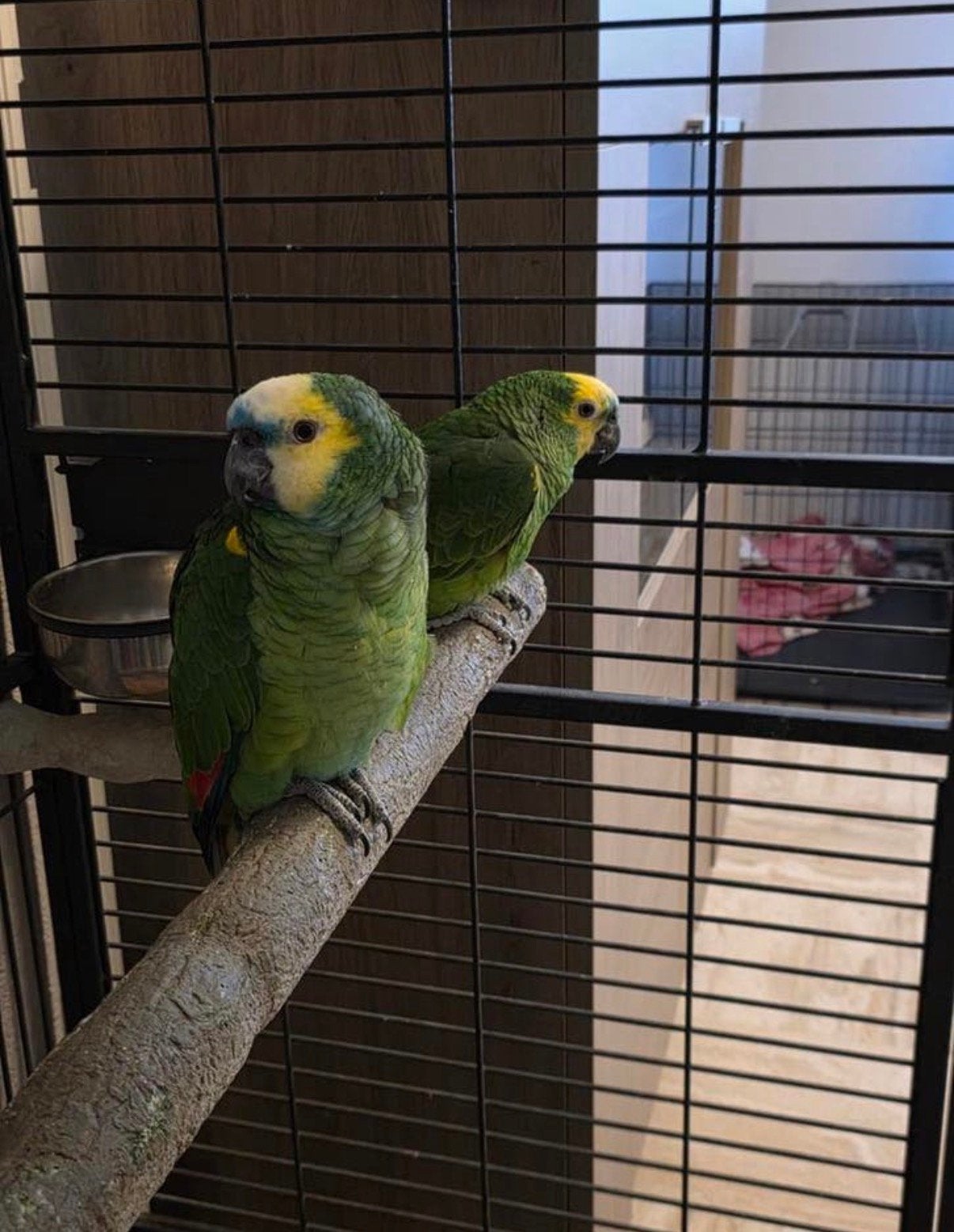 Koppel blauwvoorhoofd amazone te ruil/koop, Perroquet, Bagué