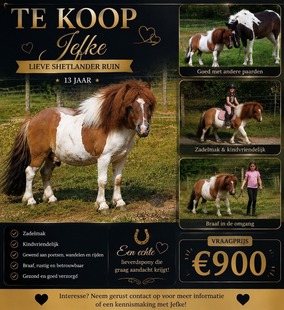 kindvriendelijke shetlander, Dieren en Toebehoren, Pony's, Gechipt, Ruin, Zadelmak, A pony (tot 1.17m)
