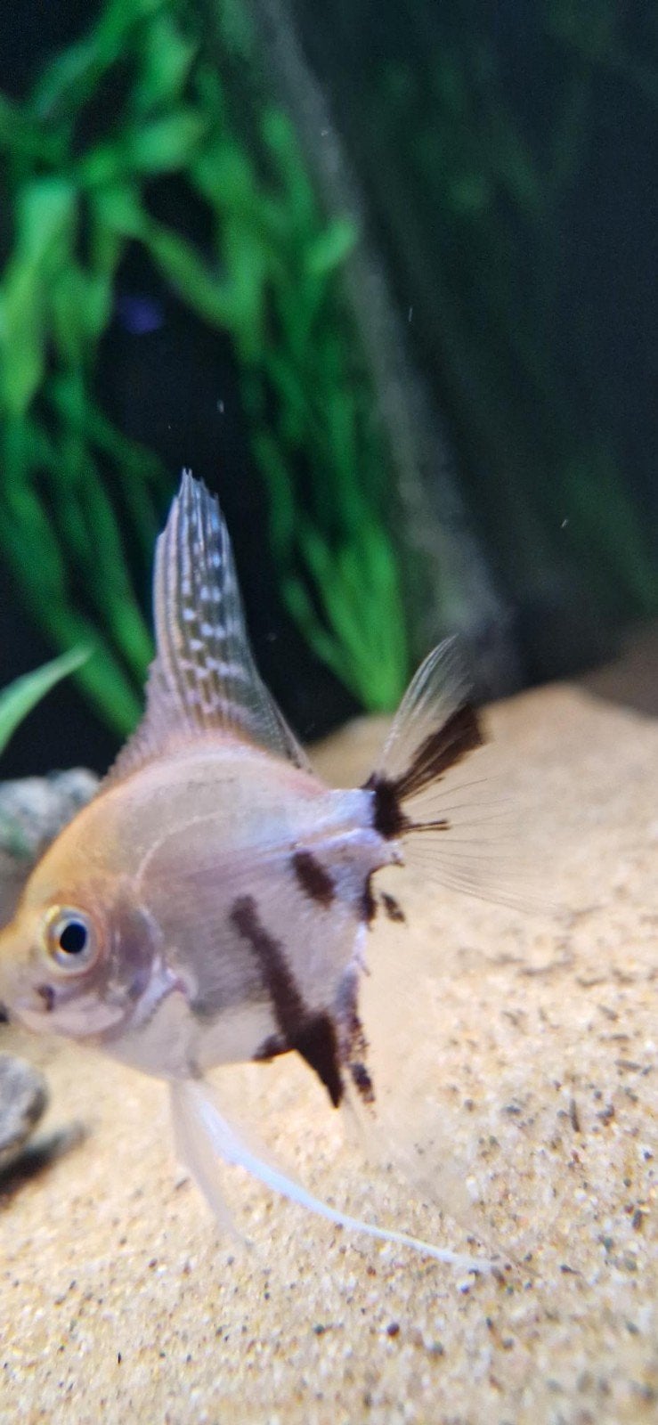 Jonge Koi maanvissen, Dieren en Toebehoren