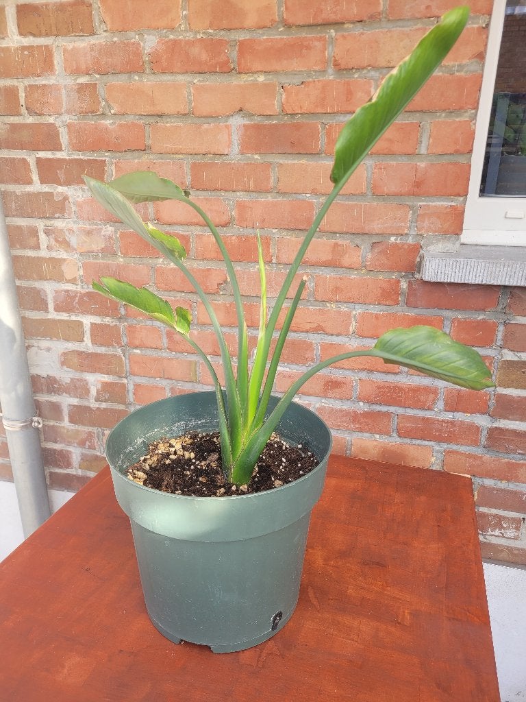 Planten, Tuin en Terras, Planten | Tuinplanten, Vaste plant, Halfschaduw, Zomer, Ophalen