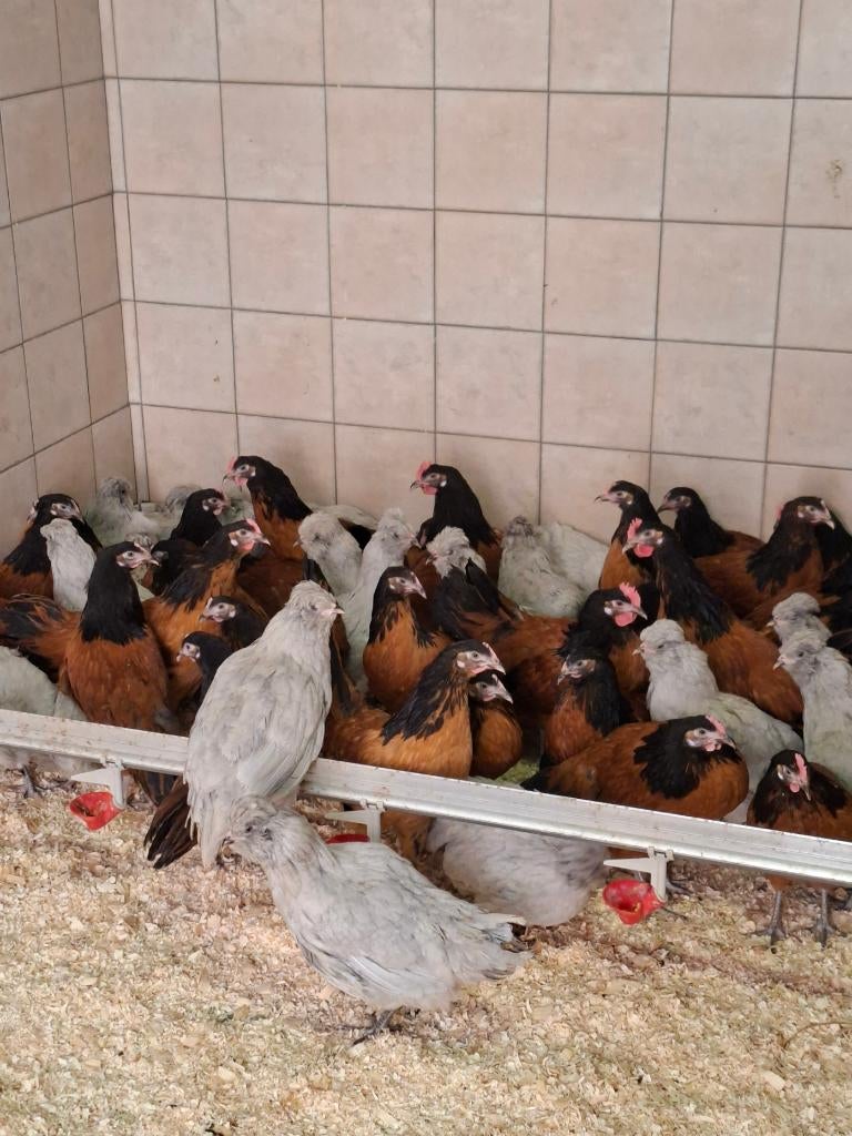 Vorwerk en Americana kippen, Meerdere dieren, Kip