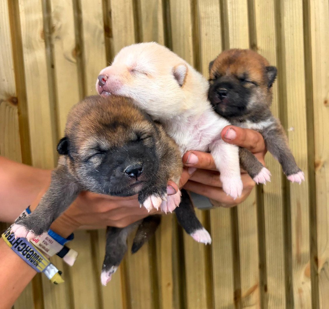 Chiots Shiba Inu, Animaux & Accessoires, Chiens | Huskys, Loulous & Types primitifs, Autres races, Plusieurs, Belgique, Plusieurs animaux