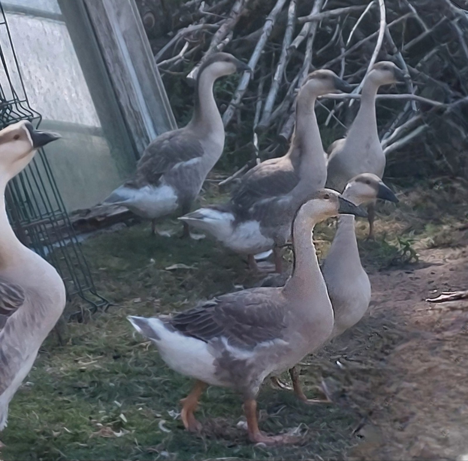Chinese knobbelgans 2026, Dieren en Toebehoren, Meerdere dieren, Gans of Zwaan