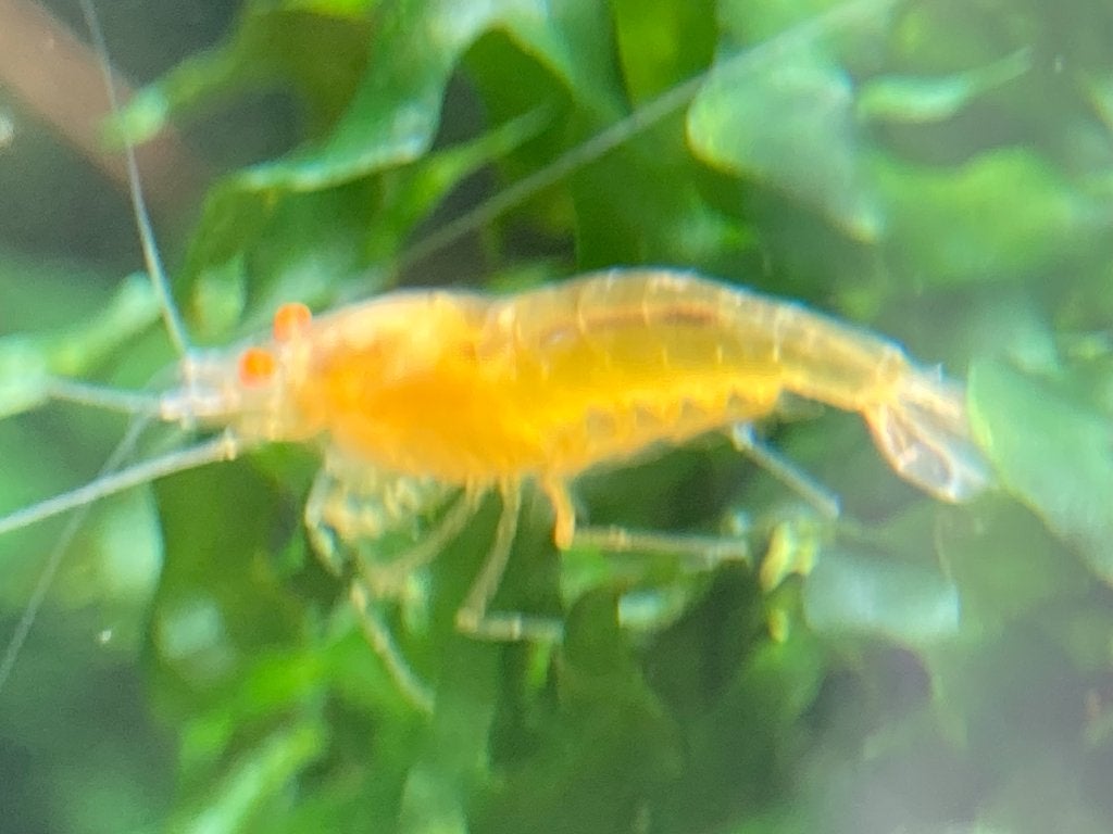 vache King Kong jaune, Homard, Crabe ou Crevette, Poisson d'eau douce, Banc de poissons