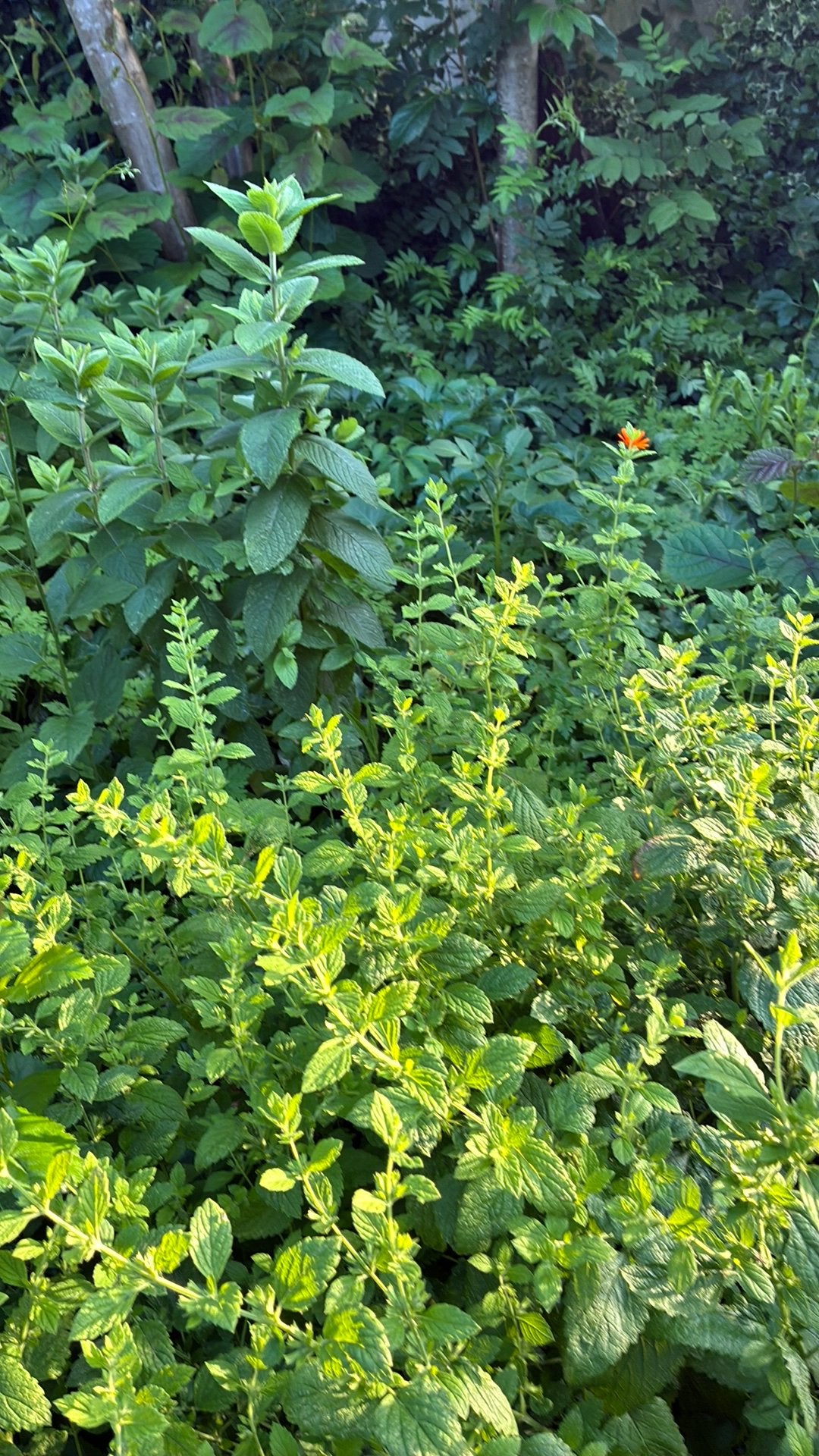 Verschillende planten / bomen, Ophalen