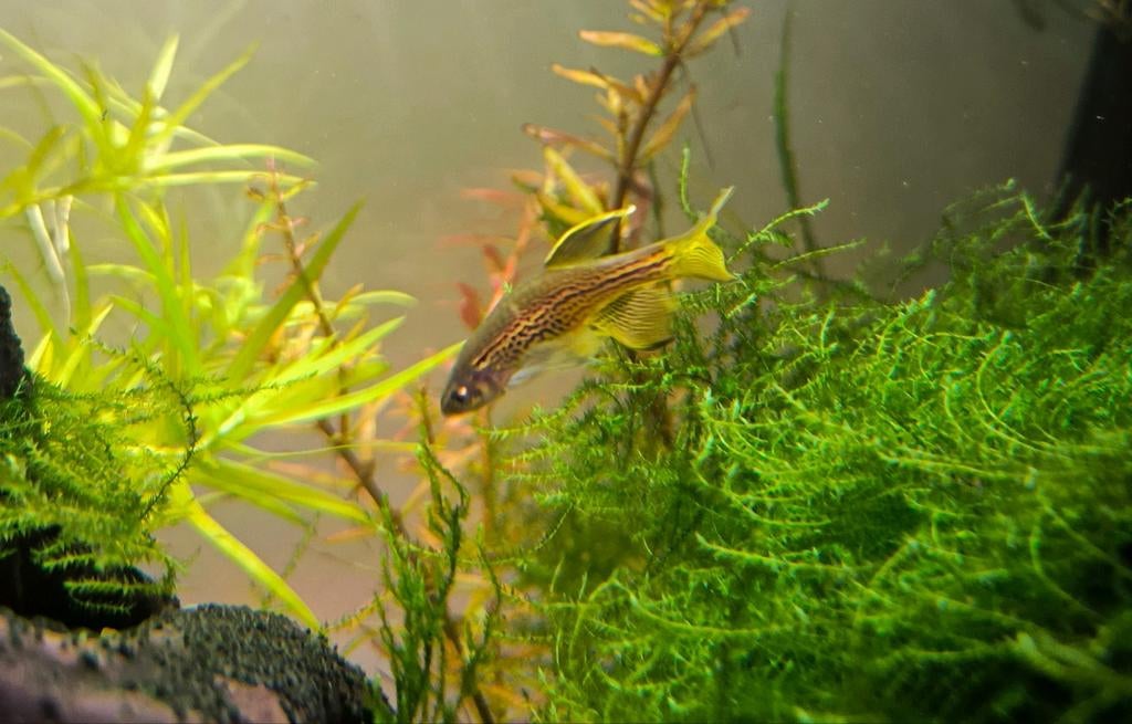 Danio luipaard "frankei" 8 stuks, Animaux & Accessoires, Poissons | Poissons d'aquarium