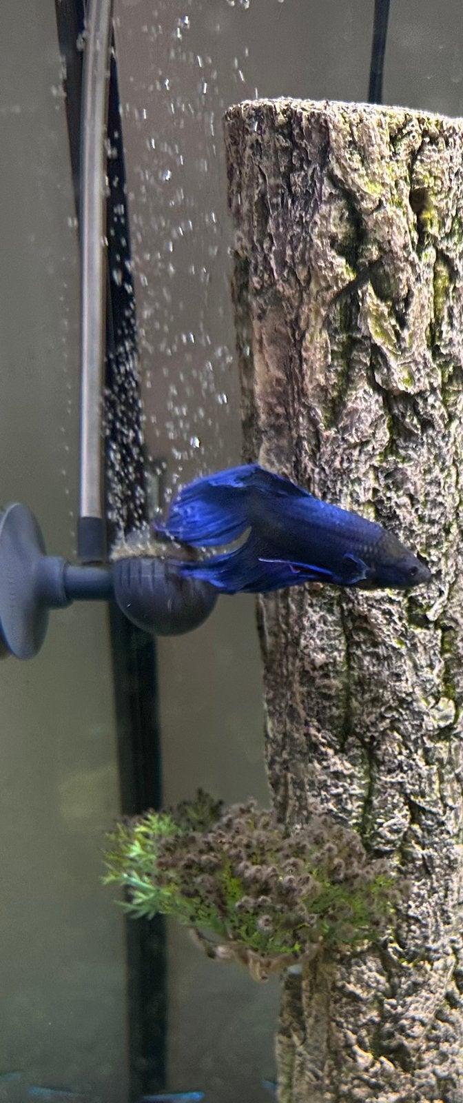 Vissen te koop, Dieren en Toebehoren, Vis