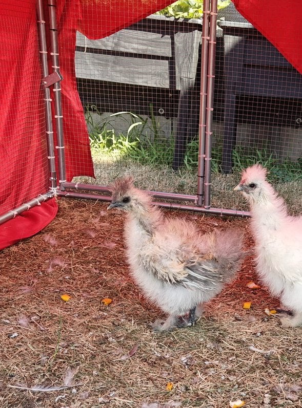 Zijdehoen koppel, Animaux & Accessoires, Volatiles, Poule ou poulet