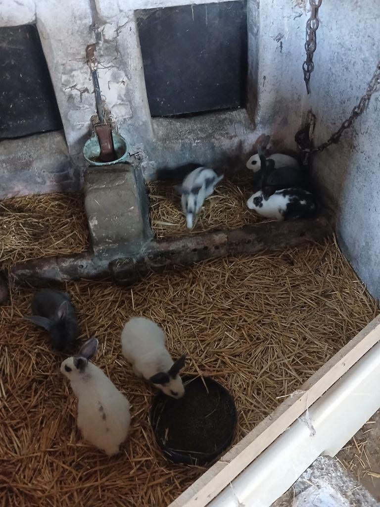 9 konijnen te koop, Dieren en Toebehoren, Ophalen