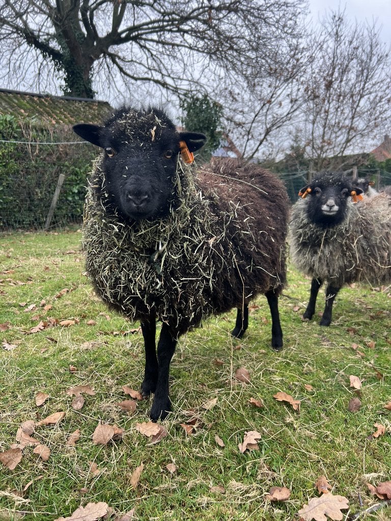 Jonge zwarte Ouessant ooi (geb. 2025), Femelle, Mouton, 0 à 2 ans