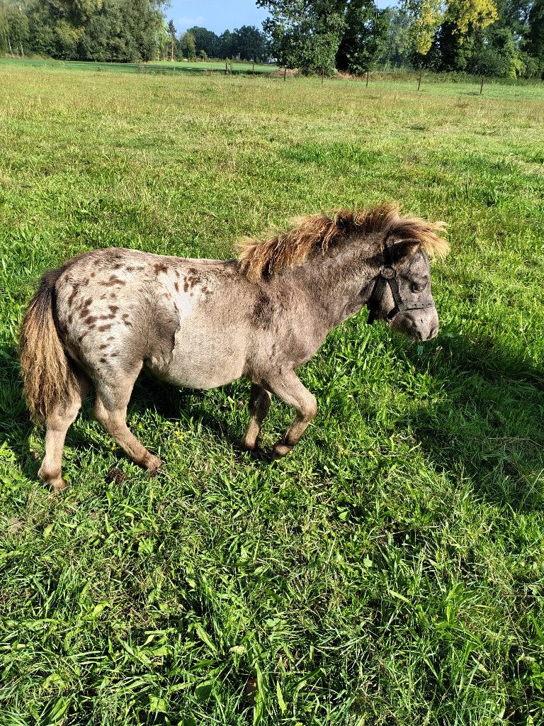 Te koop: Prachtige shetlandpony, Étalon, Avec puce électronique, 0 à 2 ans