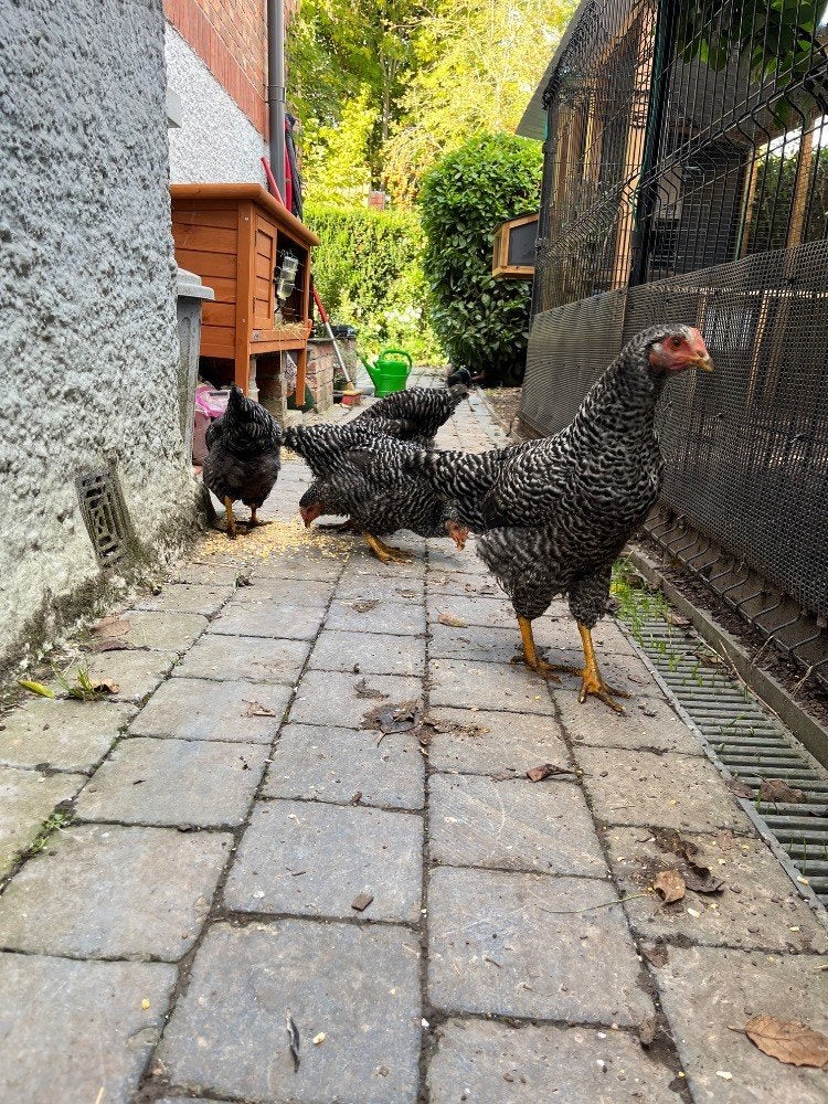 4 jeunes poules prêtes à pondre – Élevées au jardin, Animaux & Accessoires, Femelle, Poule ou poulet