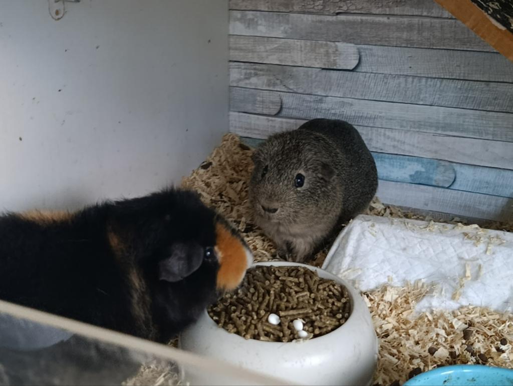 cavia beertjes, Décembre, Mâle, Cobaye