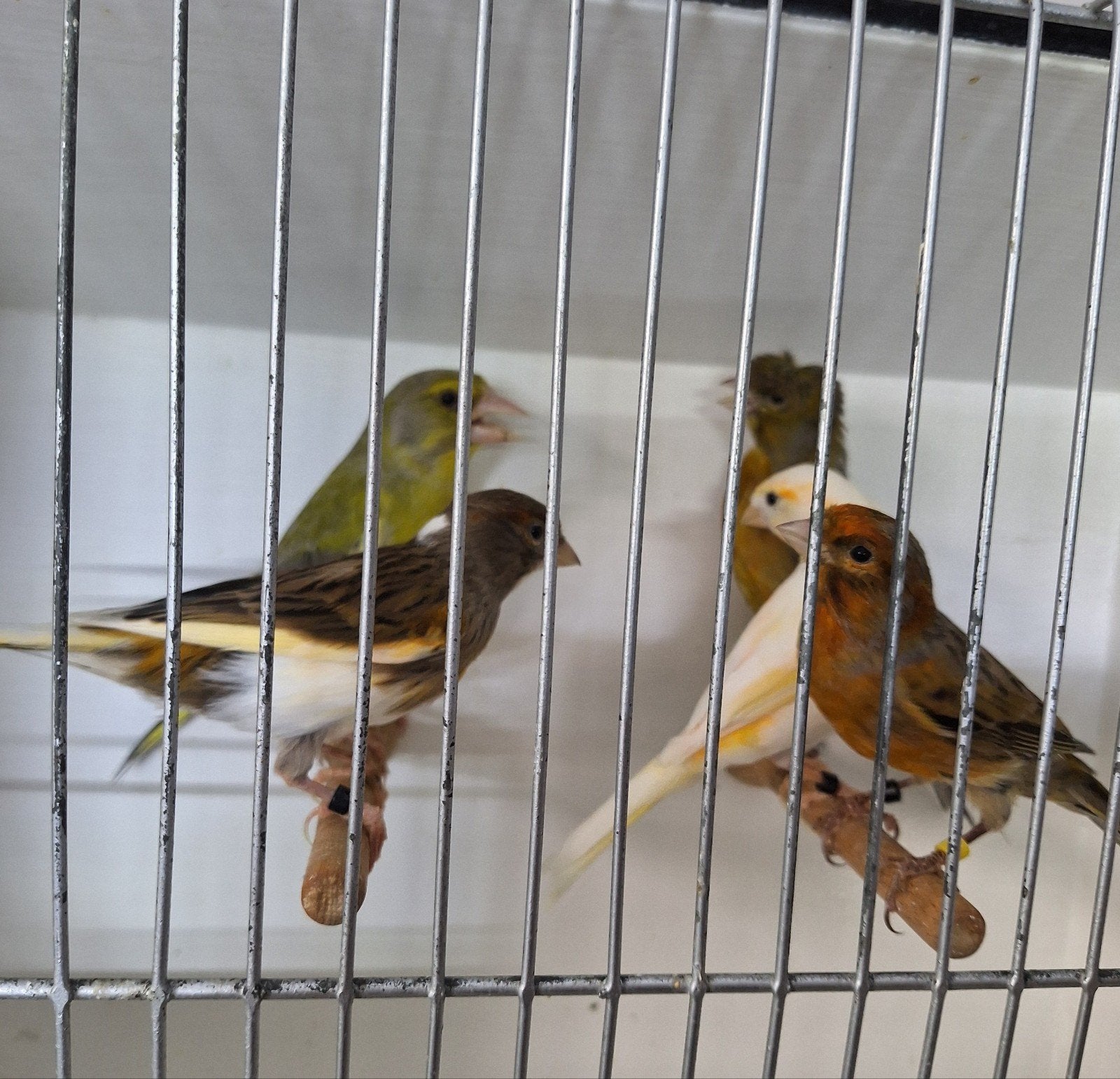 canaris arlequins, Animaux & Accessoires, Mâle