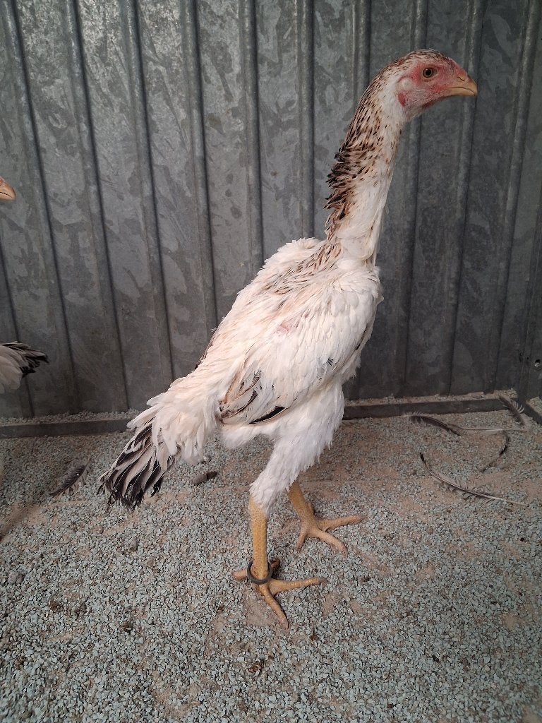 2 shamo hennen voor 30 euro, Dieren en Toebehoren