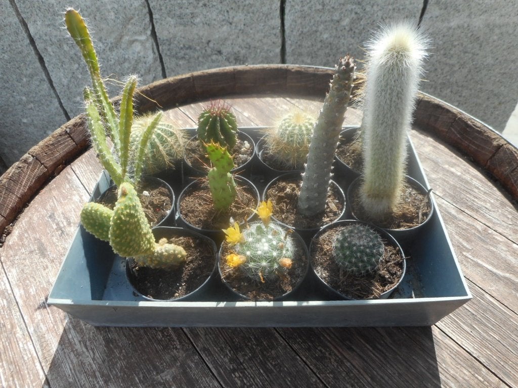 Plantes, Enlèvement ou Envoi, Plante fixe, Autres espèces, Plein soleil