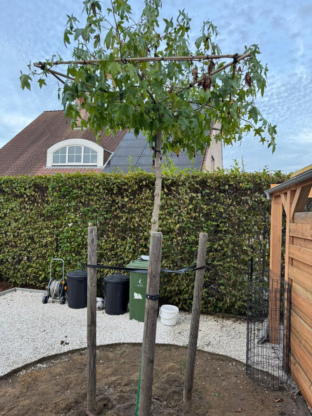 Amberboom Liquidambar styraciflua' Worplesdon', Ophalen