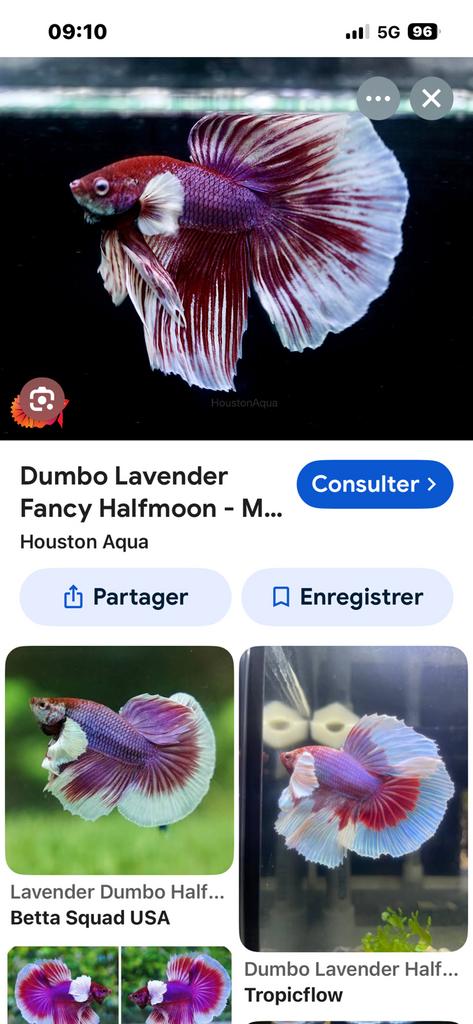 Recherche betta comme sur la photo, Dieren en Toebehoren, Ophalen